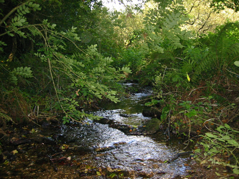 Alston Wash Meadow