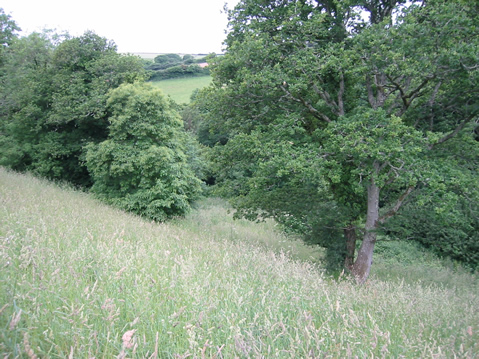 Alston Wash Meadow
