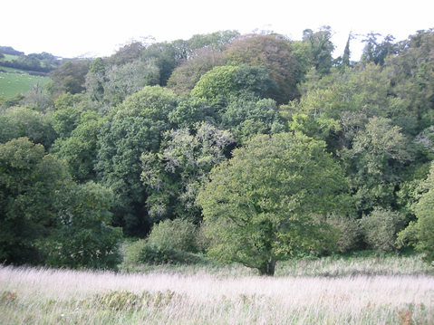 Alston Wash Meadow