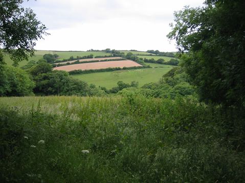 Alston Wash Meadow