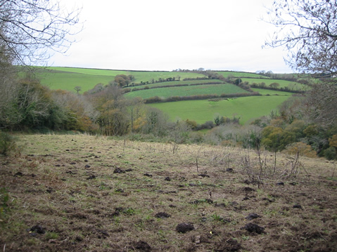 Alston Wash Meadow