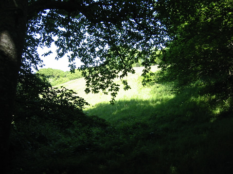 Alston Wash Meadow